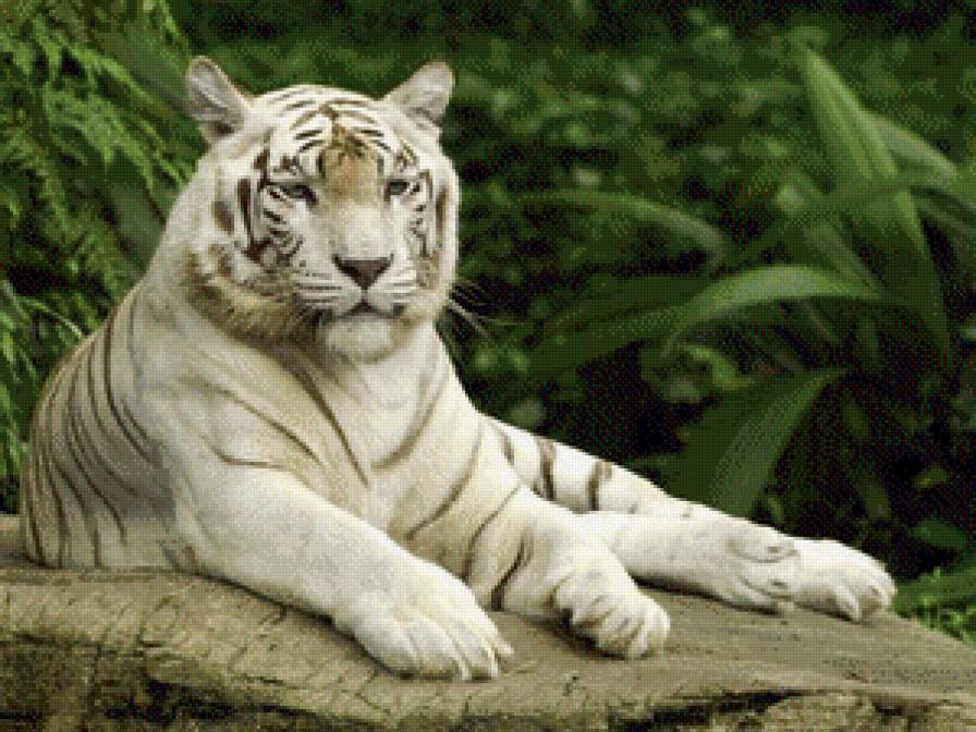 белый тигр - хищник, тигр - предпросмотр
