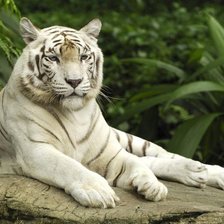 Оригинал схемы вышивки «белый тигр» (№945946)