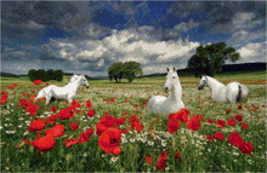 Лошади на маковом поле - цветы, мак, природа, лошади, поле, животные - предпросмотр