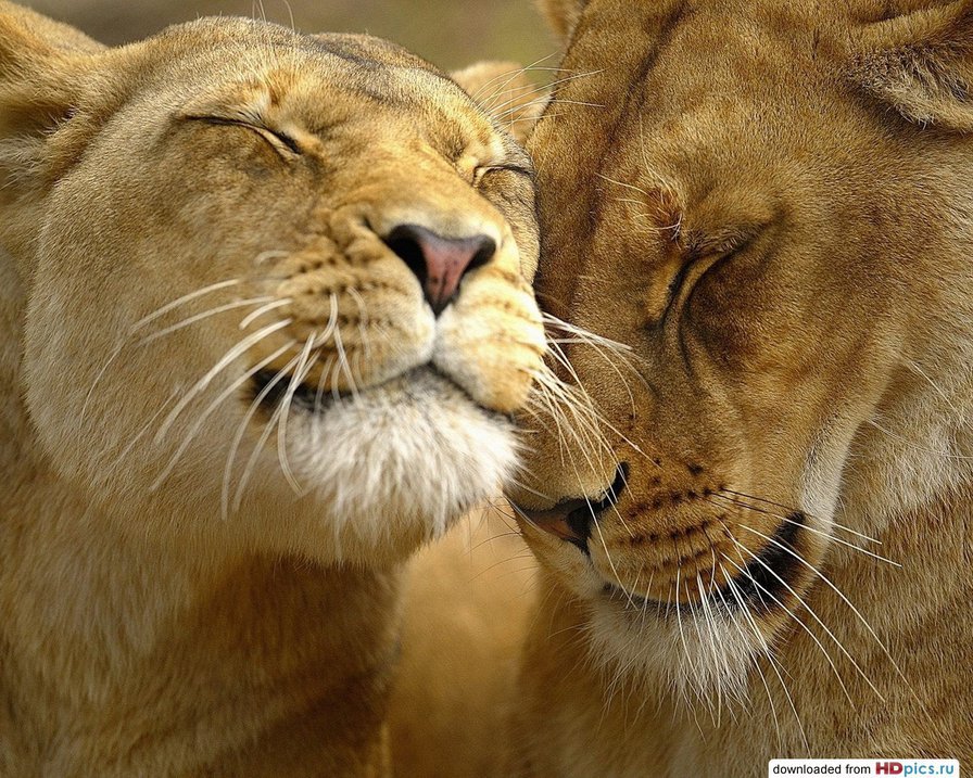 Нежность - любовь, львы - оригинал