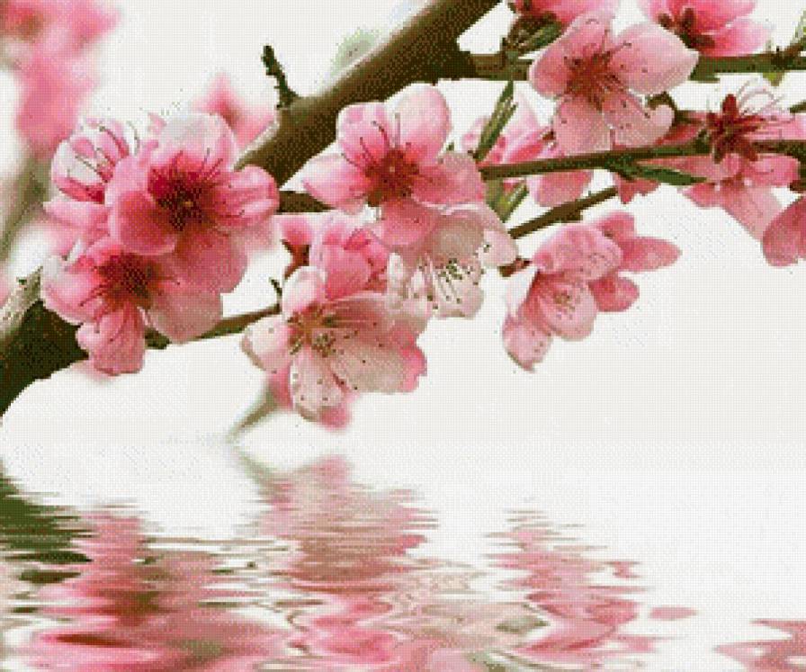 Ветка сакуры - цветы, сакура - предпросмотр