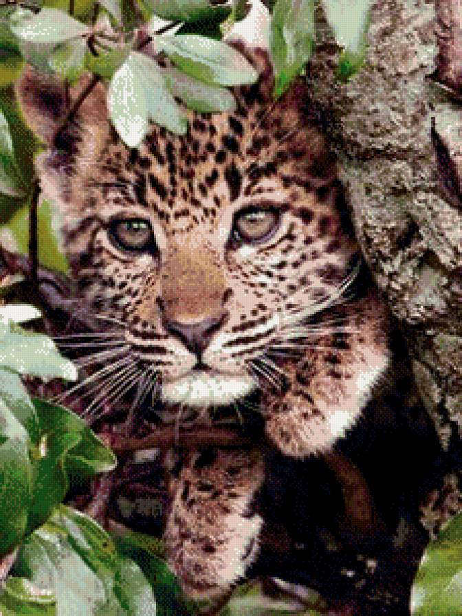 Серия "Дикая природа" - леопард, взгляд, природа, дикие кошки, отдых, котенок - предпросмотр