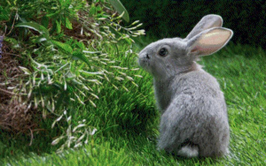 кролик - кролик, трава, куст - предпросмотр