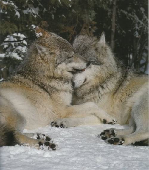забота - любовь, пара, лес, волки, звери, зима - оригинал