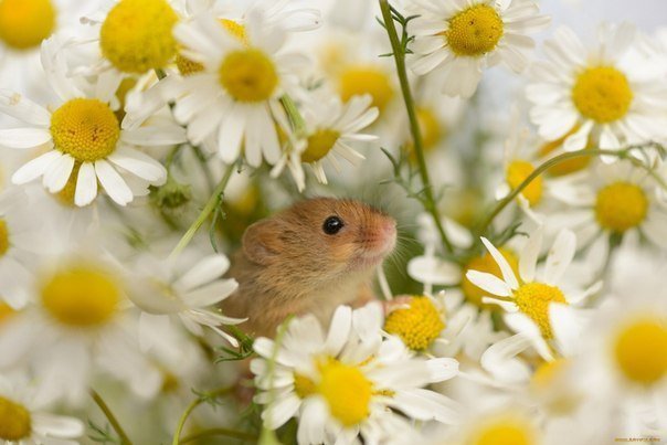 Мышонок в ромашках - животные, мышь, хомяк, цветы, ромашки - оригинал