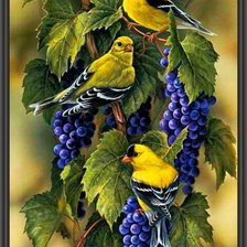 Птицы и виноград