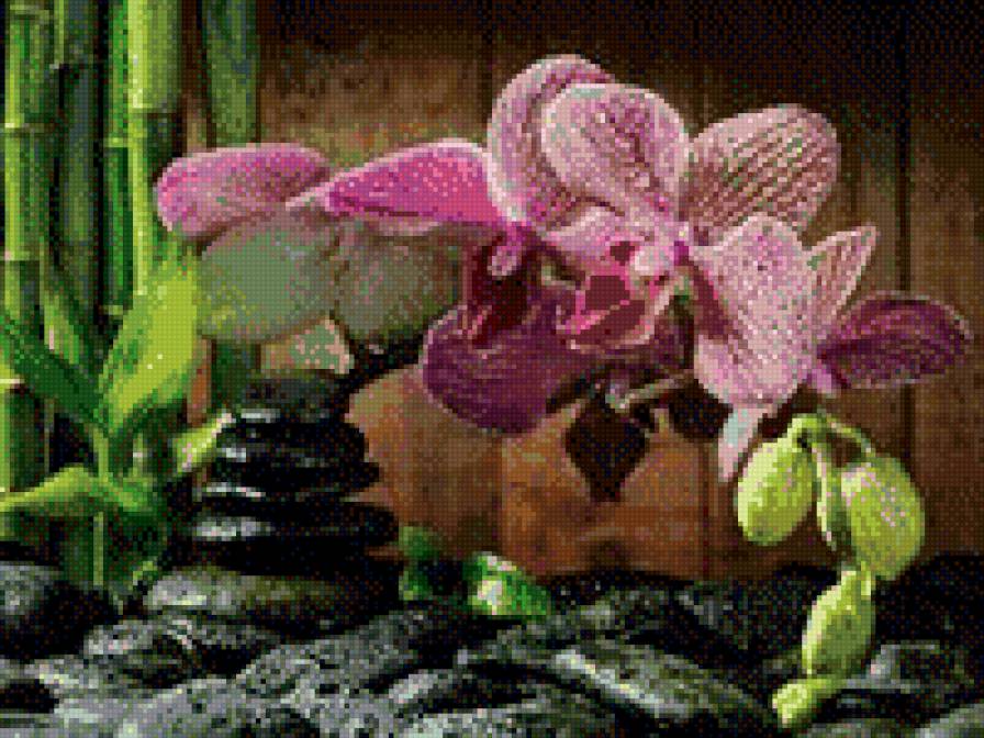 Орхидея бамбук камни - предпросмотр