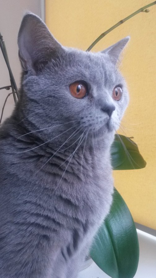 Джесика - британская голубая, кошки - оригинал