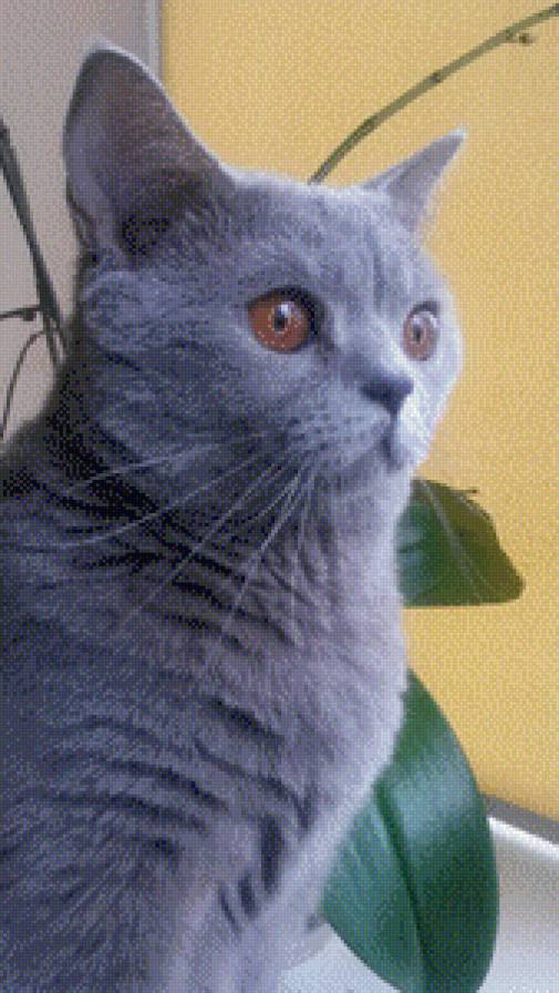Джесика - кошки, британская голубая - предпросмотр