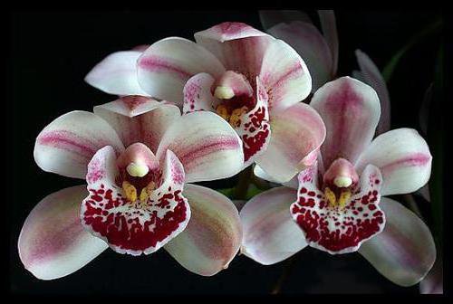 орхидея 3 - оригинал