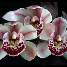 Схема вышивки «орхидея 3»