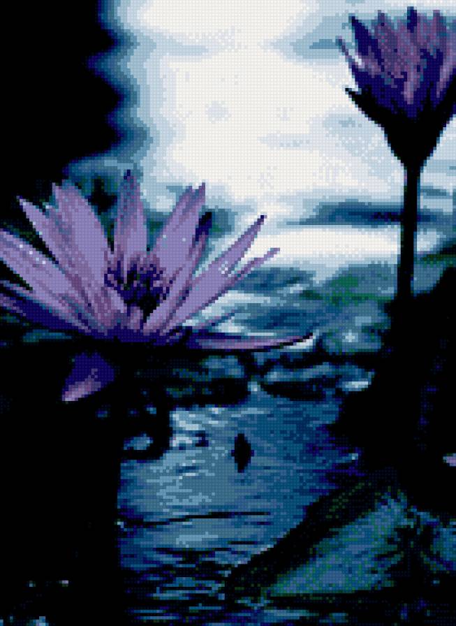 Лилии - фиолетовый, цветы, лилии - предпросмотр
