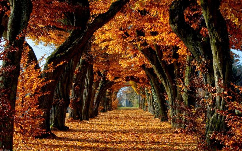 золотая аллея - осень, пейзаж, природа, аллея, клен - оригинал