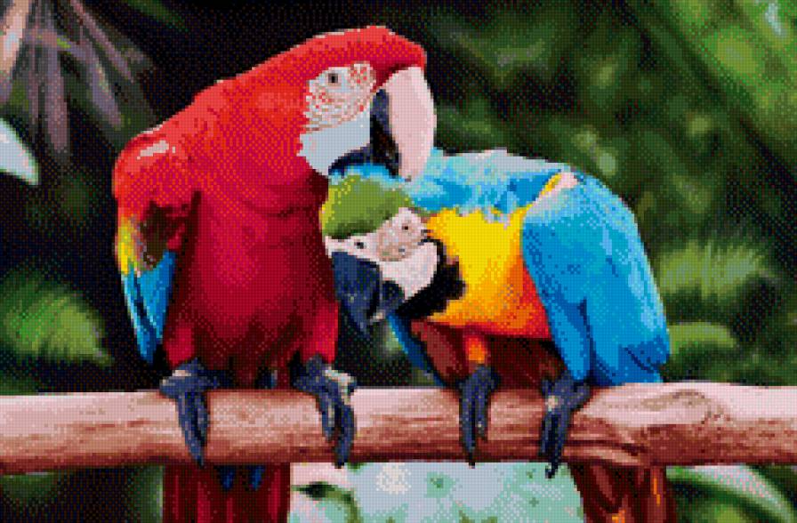 мои попугаи - предпросмотр