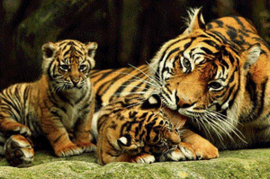 Серия "Дикая природа" - тигры, тигриная семья, отдых, тигрица, тигрята - предпросмотр