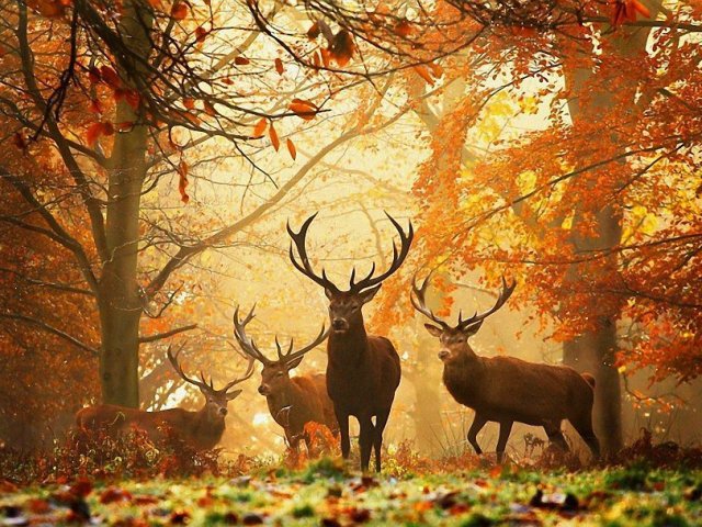 Осенний лес - лес, олени, природа - оригинал