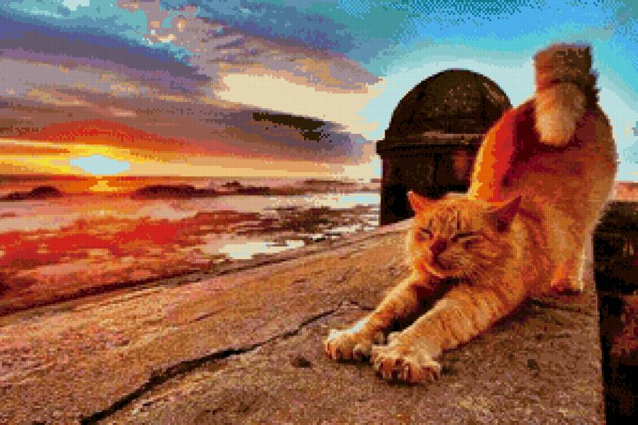 рыжик на закате - кошки, животные - предпросмотр