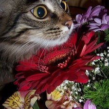 котик в цветах