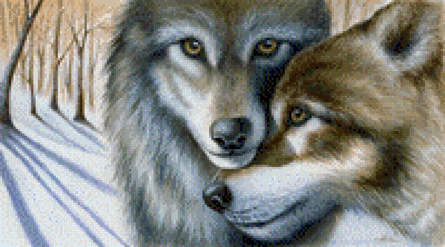 Пара волков - любовь, зима, животные, волки, хищник - предпросмотр
