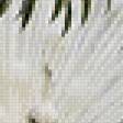 Предпросмотр схемы вышивки «белый павлин» (№950913)