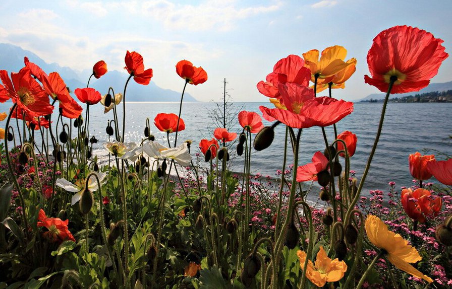 Маки - море, красные цветы, пейзаж, горы, небо, маки - оригинал
