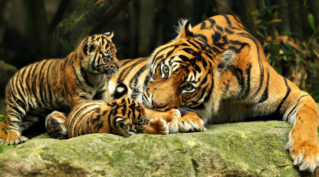 №951962 - тигриная семья, тигры, мать и малыши, тигрята - оригинал
