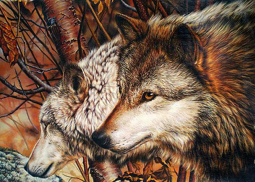 Серия "Дикая природа" - природа, пара волков, лес, волки - оригинал