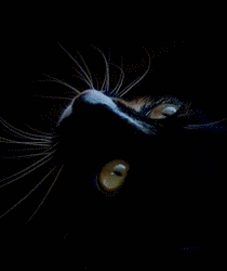 чёрный кот - черный, котик, кошка - предпросмотр