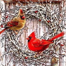 птицы кардиналы
