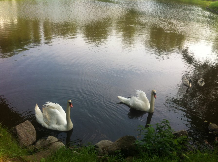 Лебеди при монастыре Изобильное (Калининградская область) - калининград, природа, изобильное, верность, лебеди, озеро - оригинал