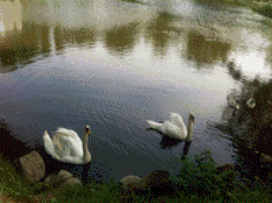 Лебеди при монастыре Изобильное (Калининградская область) - калининград, лебеди, верность, озеро, изобильное, природа - предпросмотр