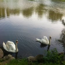 Лебеди при монастыре Изобильное (Калининградская область)
