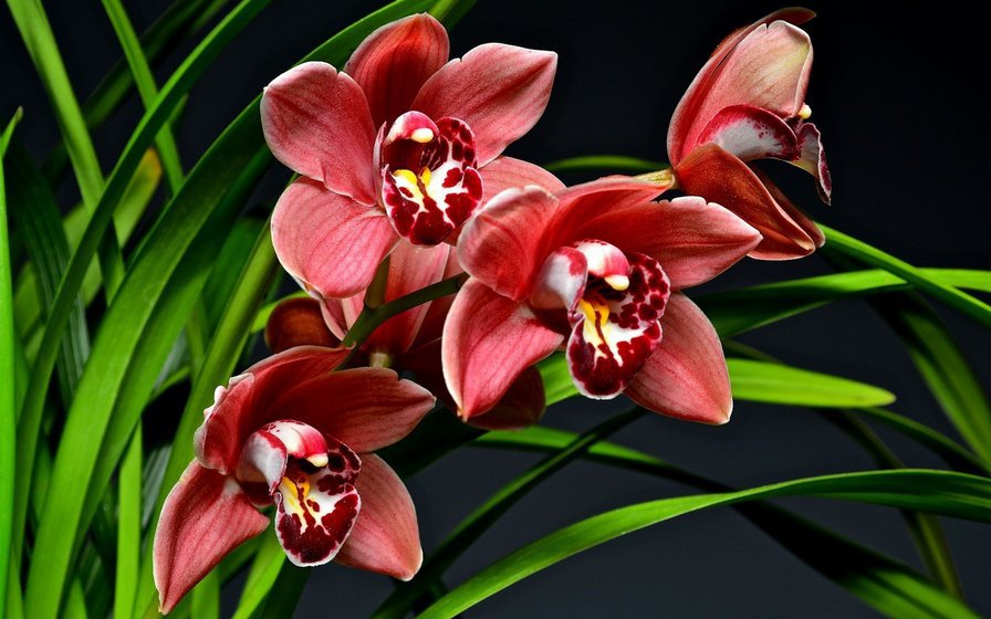 Орхидея - цветы, орхидея - оригинал