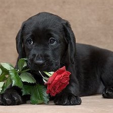щенок с розой