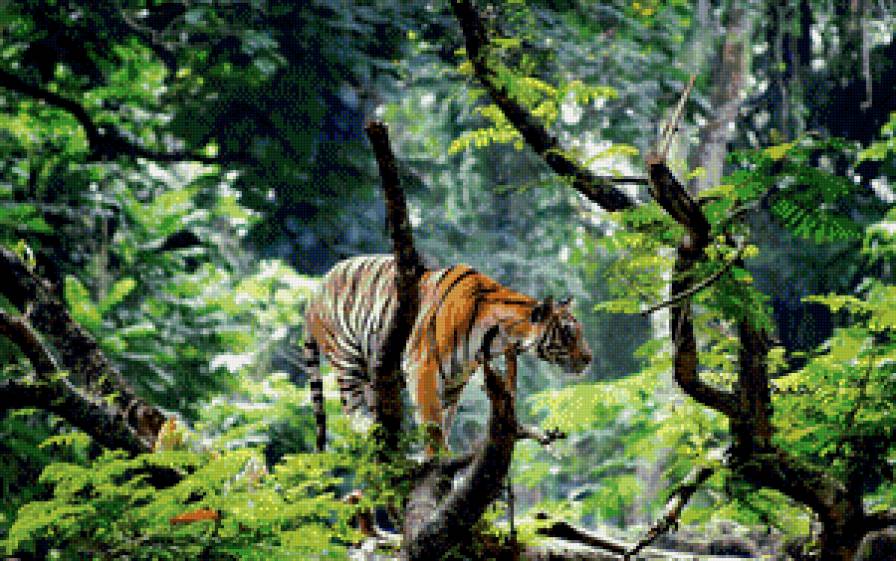 Тигр - ветки, тигр, лес - предпросмотр