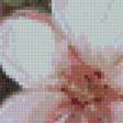 Предпросмотр схемы вышивки «нежные цветы» (№956010)