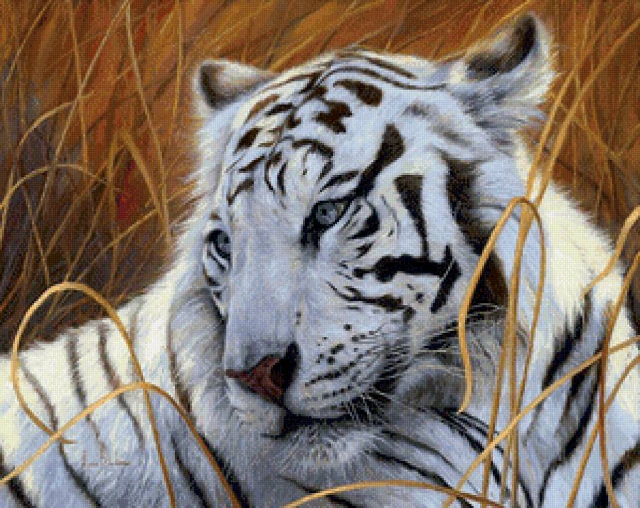 белый тигр - хищник, тигр - предпросмотр
