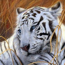 Оригинал схемы вышивки «белый тигр» (№957620)
