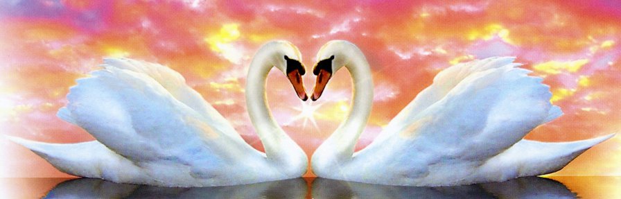 Влюбленные лебеди - любовь, лебеди - оригинал
