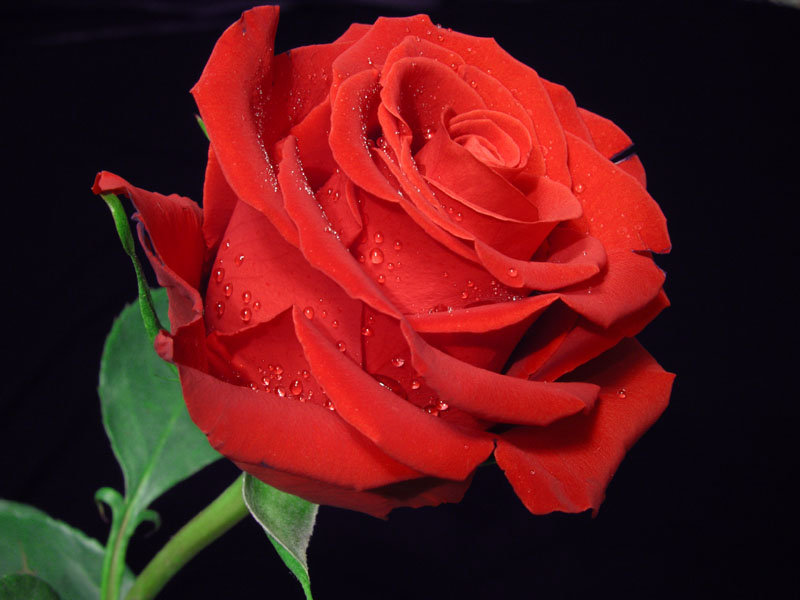 Красная роза - бутон, цветок, роза - оригинал
