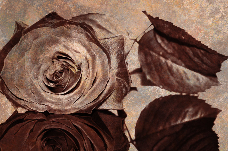 романтика - романтика, роза, цветы - оригинал