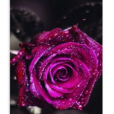 Оригинал схемы вышивки «роза» (№960138)