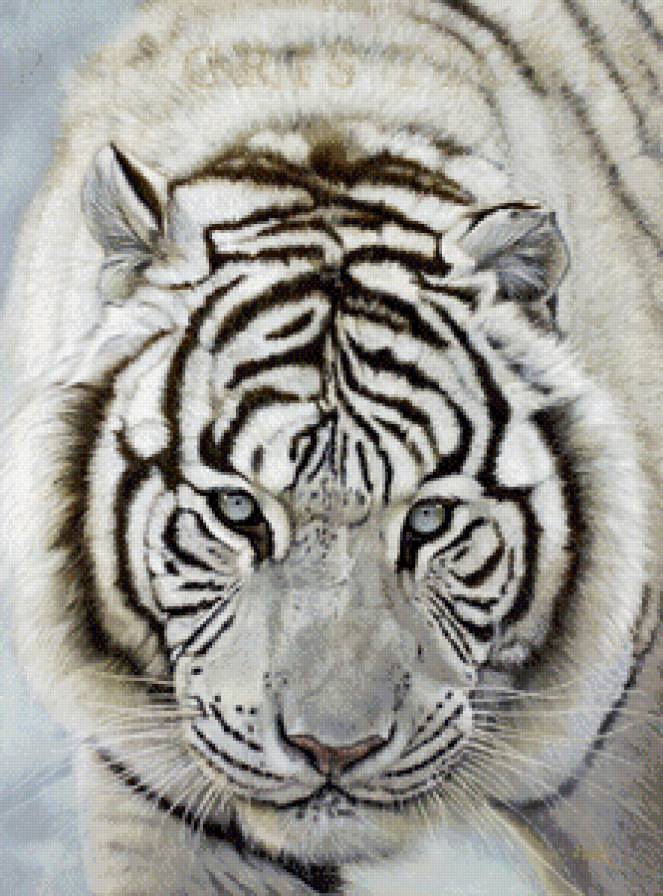 белый тигр - тигр, хищник - предпросмотр