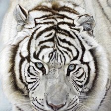 Оригинал схемы вышивки «белый тигр» (№961170)