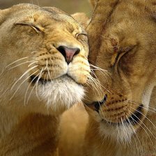 влюбленные львы