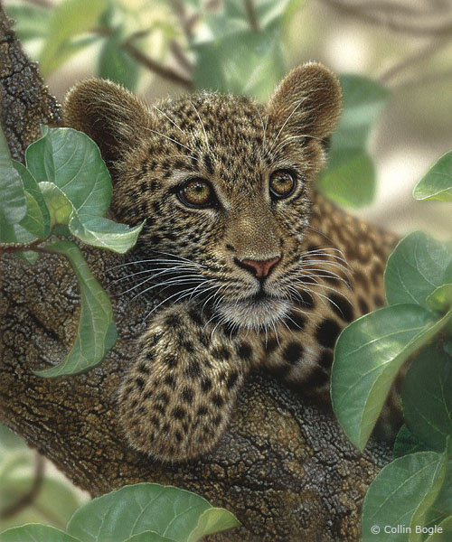 леопард на дереве - леопард, хищник - оригинал
