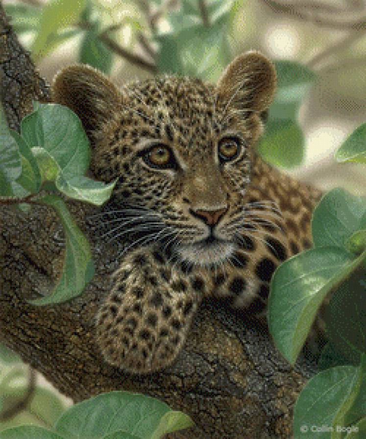 леопард на дереве - леопард, хищник - предпросмотр