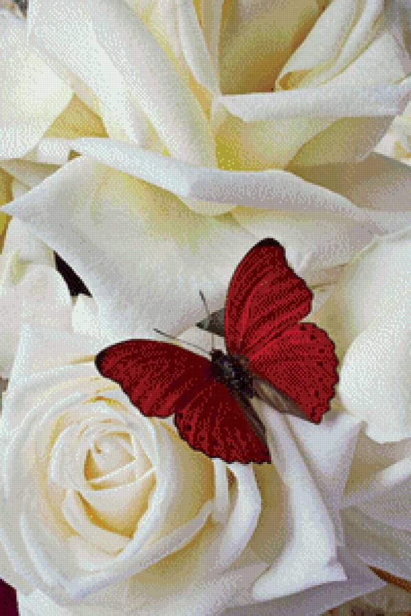 Бабочка на розах - бабочка, розы - предпросмотр