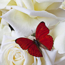 Бабочка на розах