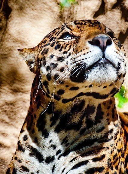 леопард 2 - кошка, леопард - оригинал